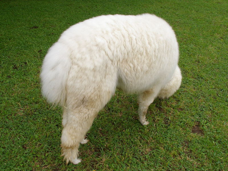 画像：毛刈り前のアルパカの画像1