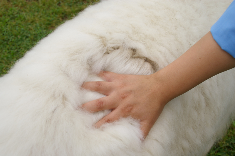 画像：毛刈り前のアルパカの画像2