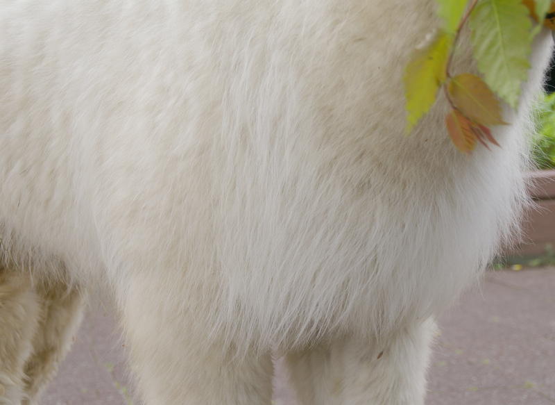 画像：毛刈り前のアルパカの画像3