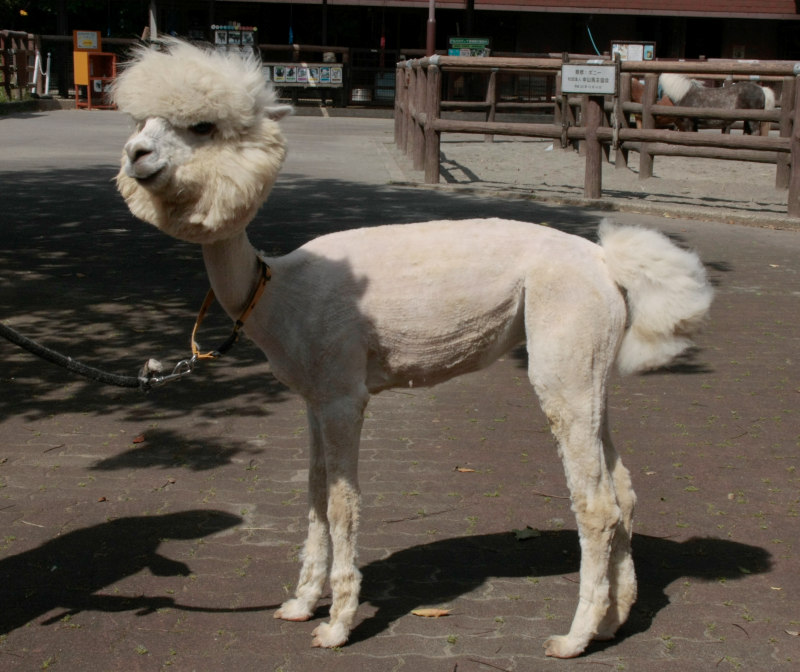 画像：昨年の毛刈り後のアルパカの画像