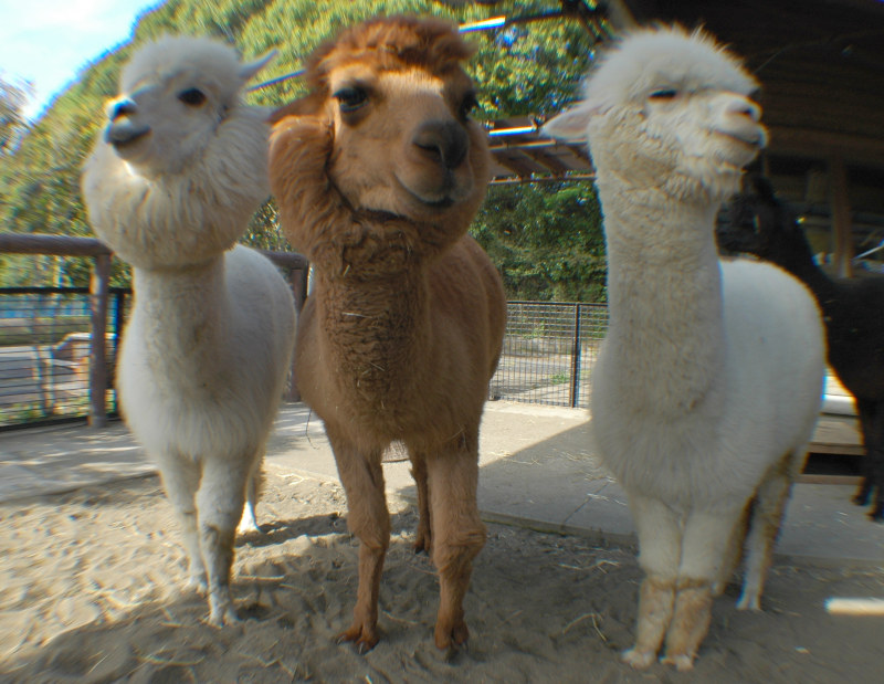 画像：毛刈り前のアルパカの画像4