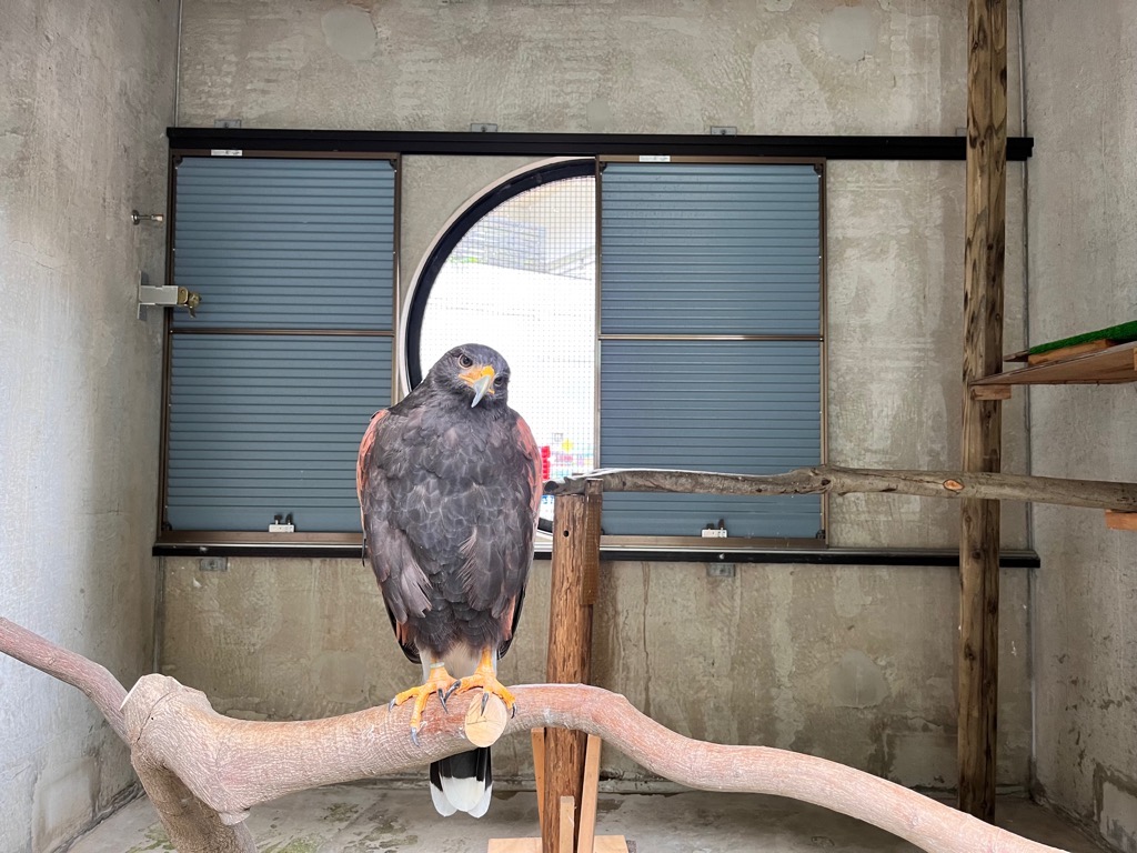 画像：ハリスホークの画像2