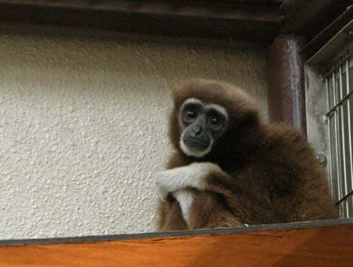 はじめは不安そうでした。の画像