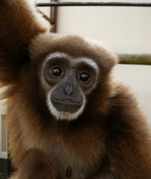 はじめは不安そうでした。の画像2