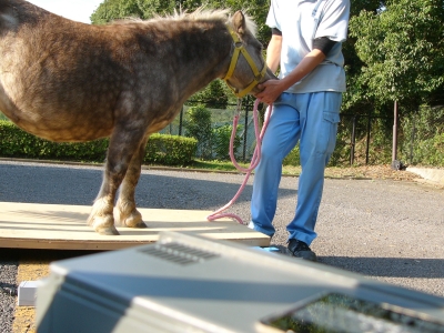 てんてん　は上手にのりますの画像1