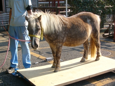 てんてん　は上手にのりますの画像2