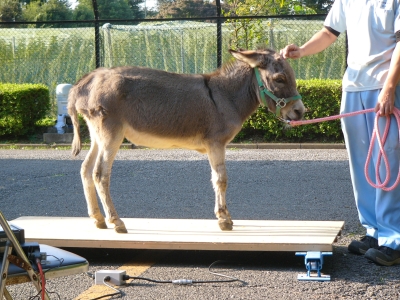 ロバのダイの画像1