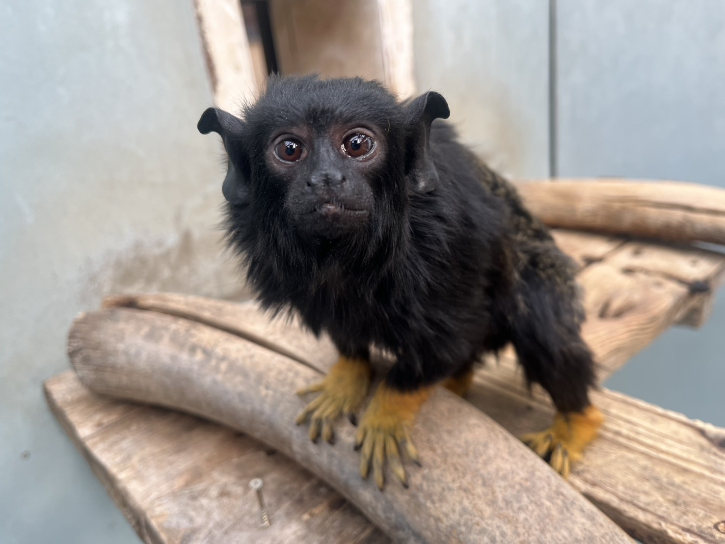 写真：アカテタマリン