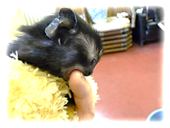 離乳食開始時の画像