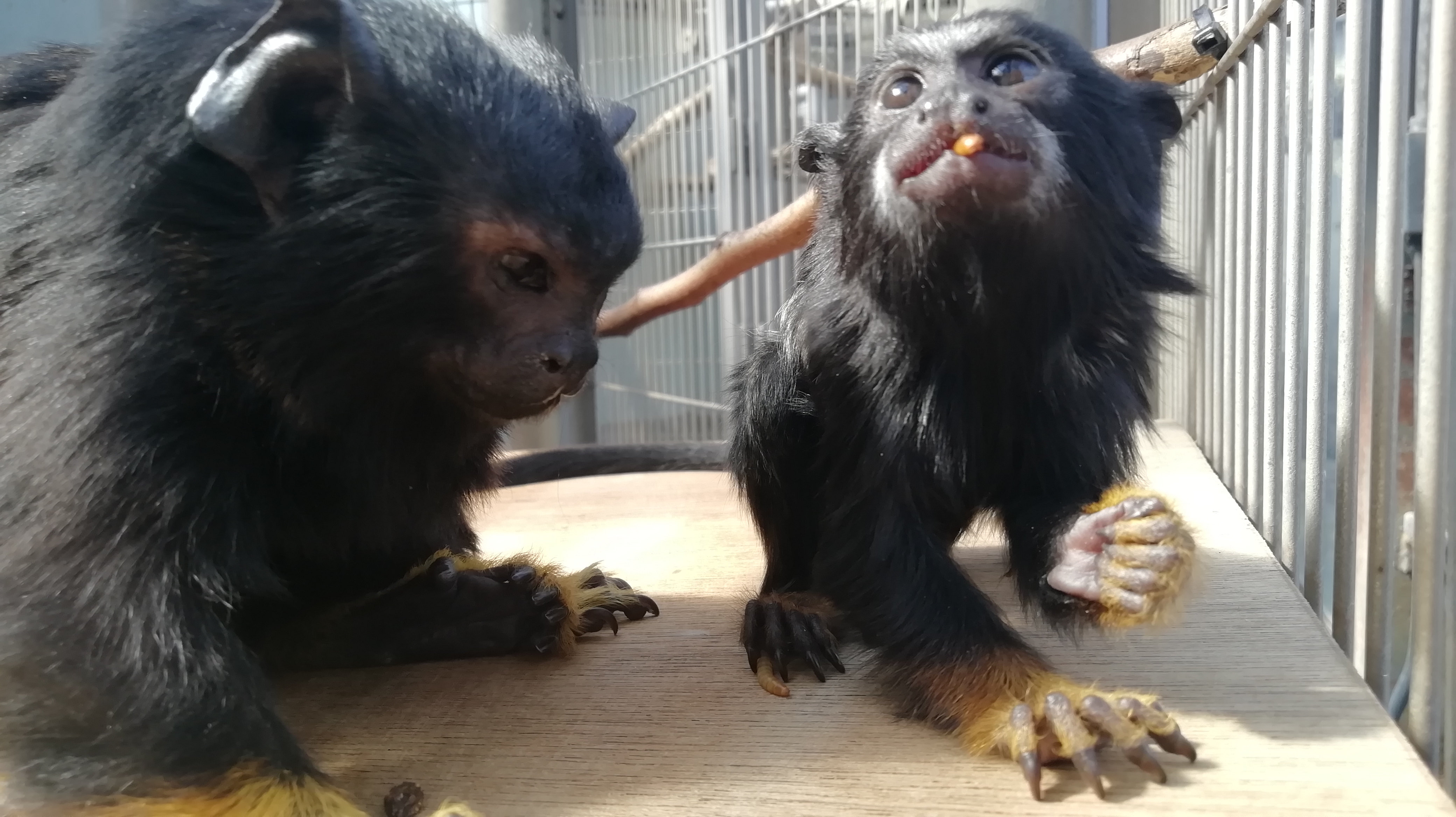 赤ちゃんの写真2