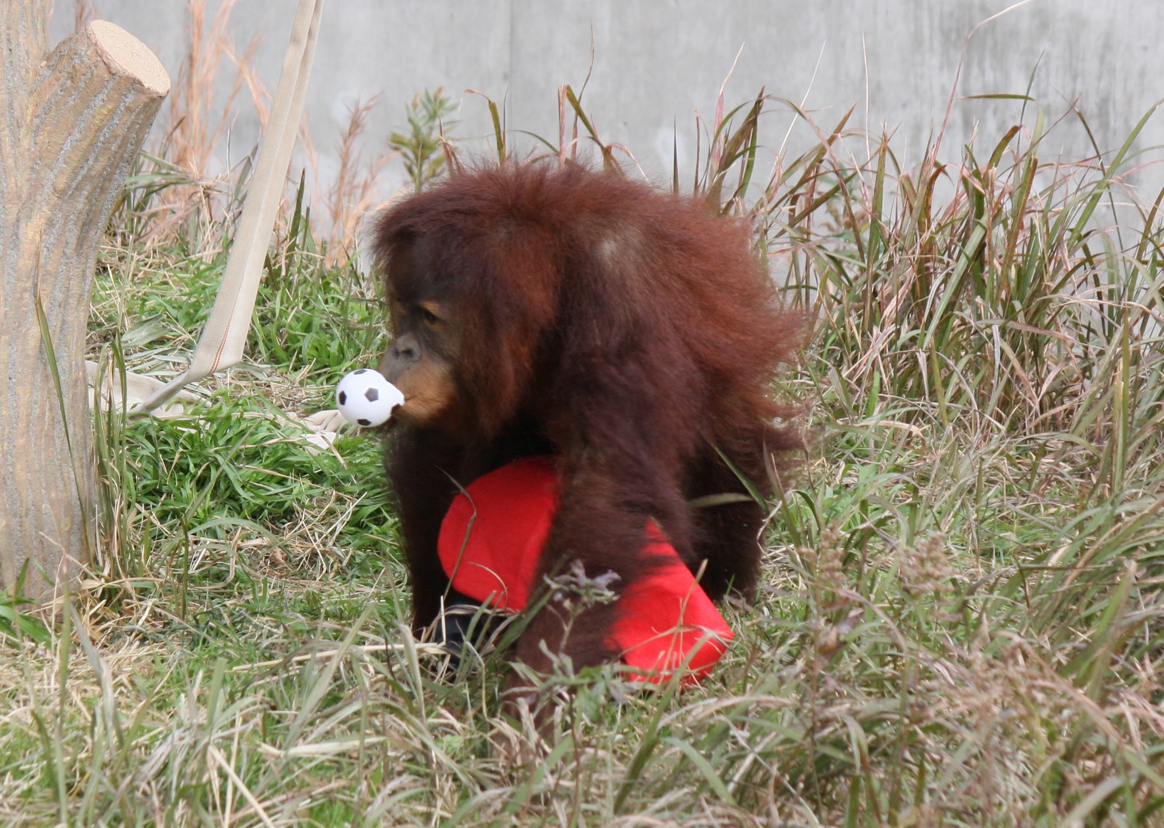 オランウータンの画像2