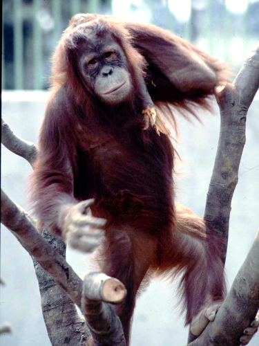 写真：1993年のスーミー