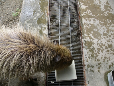 カピバラがときどきかじってる白いものの画像1