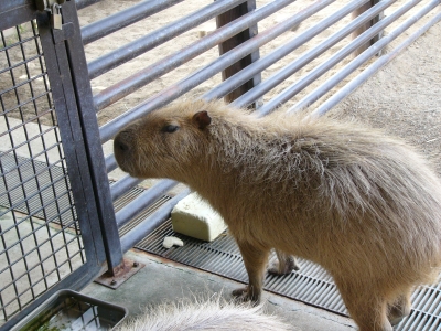 カピバラがときどきかじってる白いものの画像2