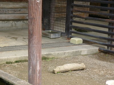 カピバラがときどきかじってる白いものの画像3