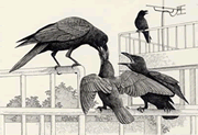 イラスト：カラスの画像