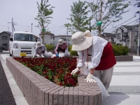 桜見公園花壇の画像