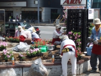 行徳駅前広場花壇の画像