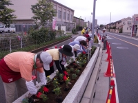 菅野公民館前歩道花壇の画像
