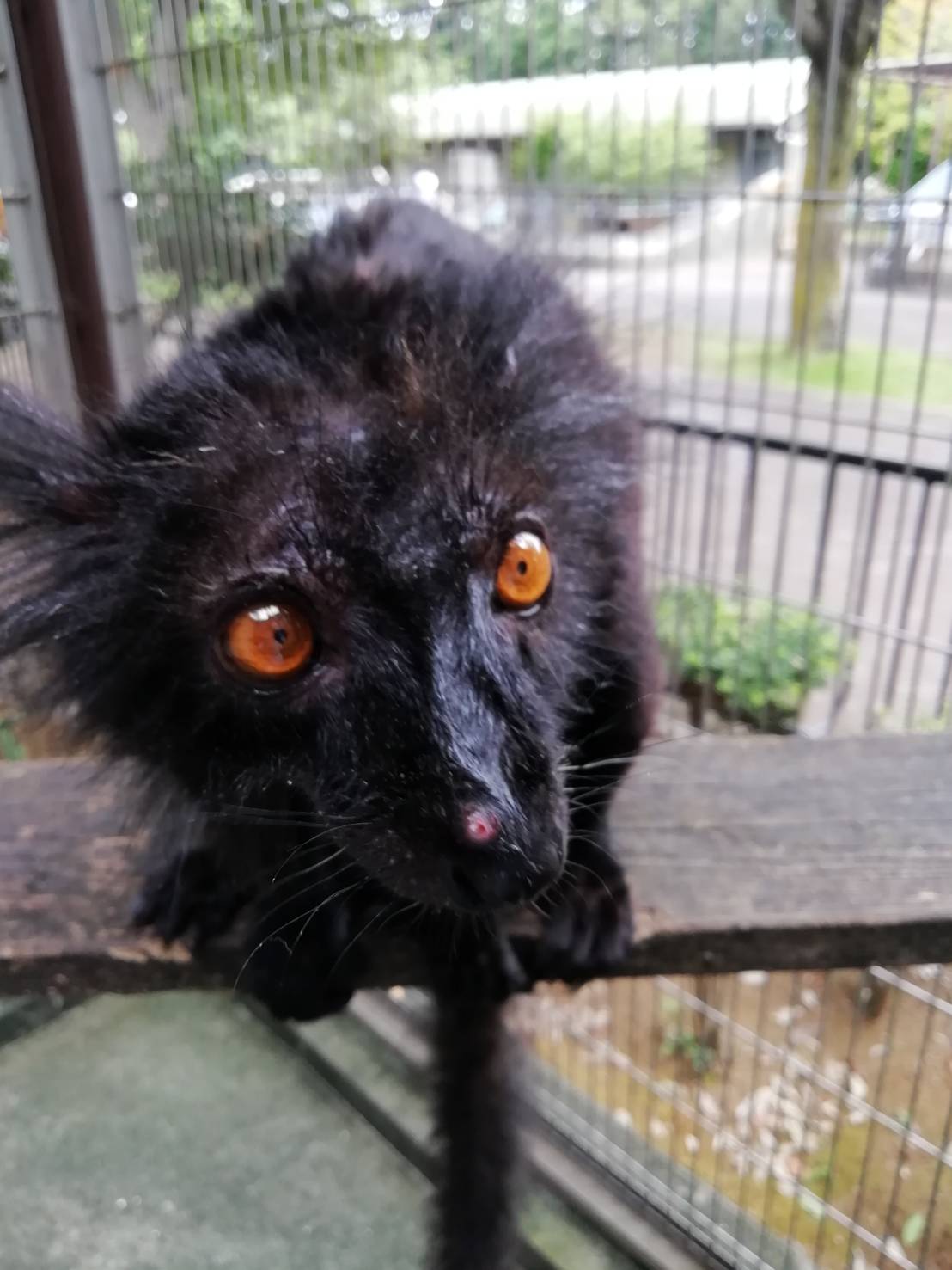 クロキツネザルの写真2