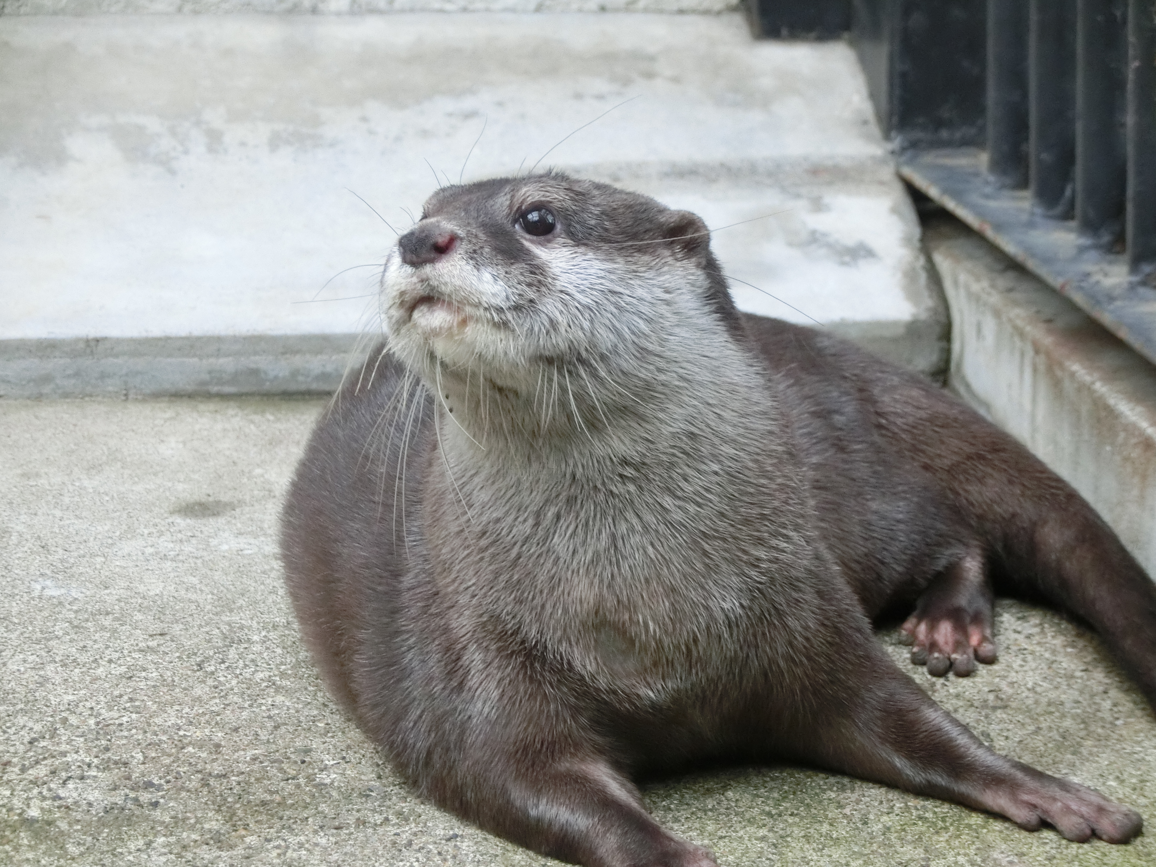 写真：コツメカワウソ　ジーノ♂