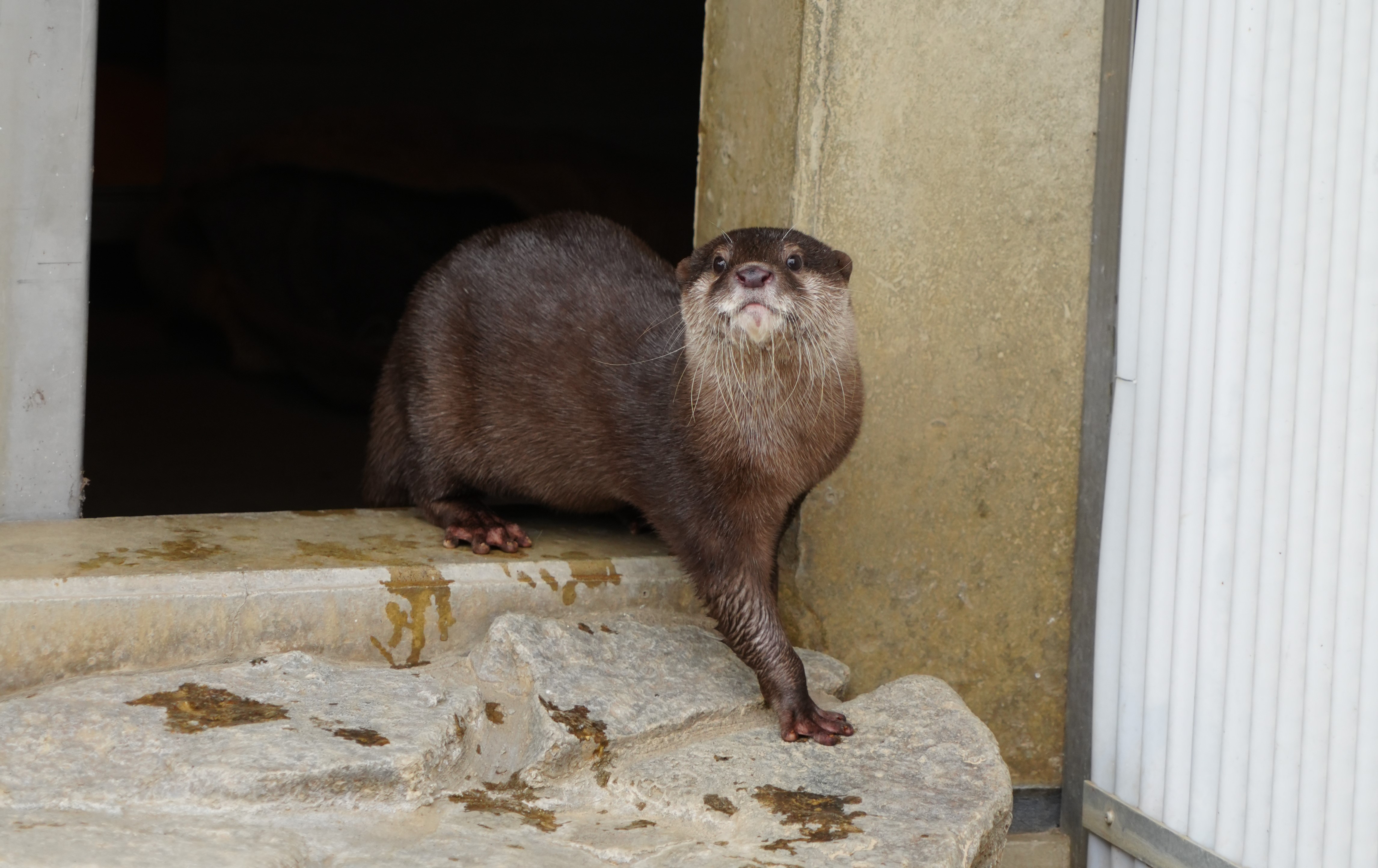 写真：コツメカワウソ　ツツジ