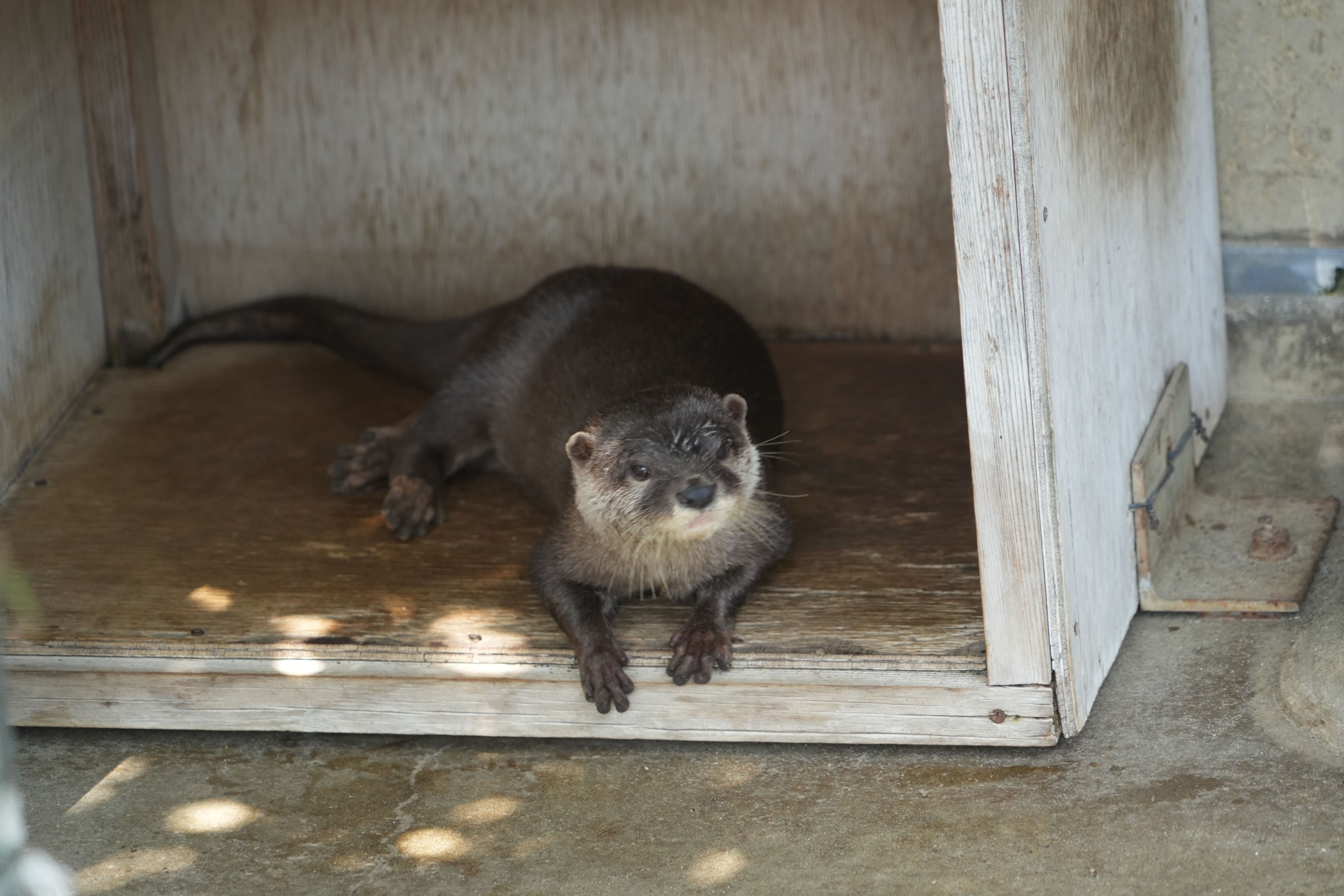 画像：コツメカワウソマロン♀