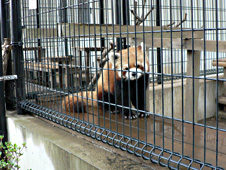 レッサーパンダ4号舎の画像