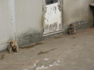 サル山のサルの画像2