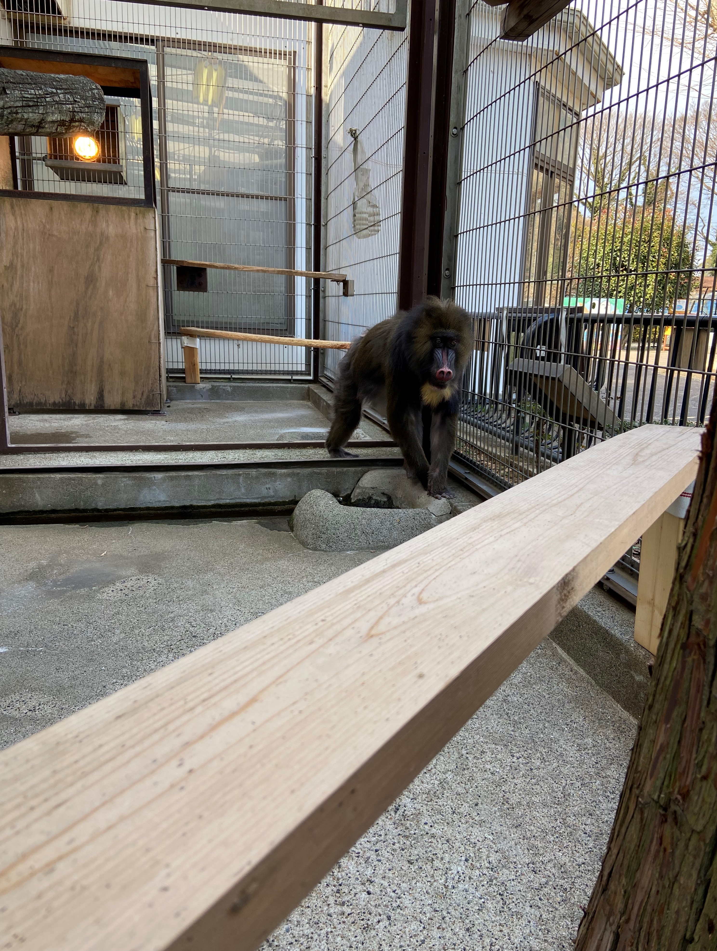 画像:新しい放飼場エリアに足を踏み入れるマンドリルの写真