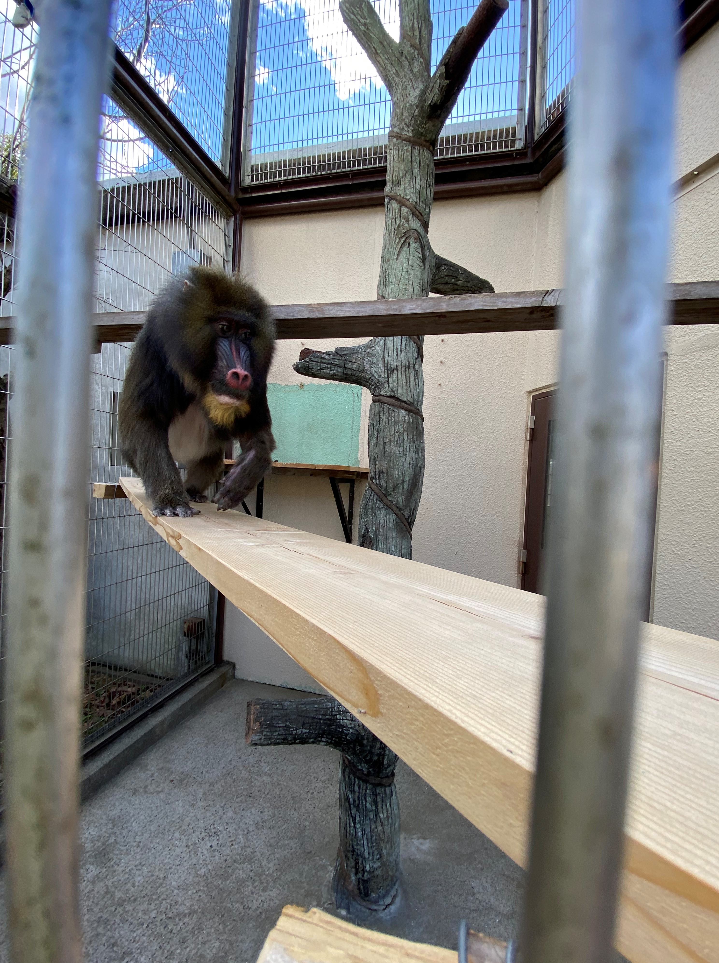 画像:恐る恐る木の板を渡るマンドリルの写真