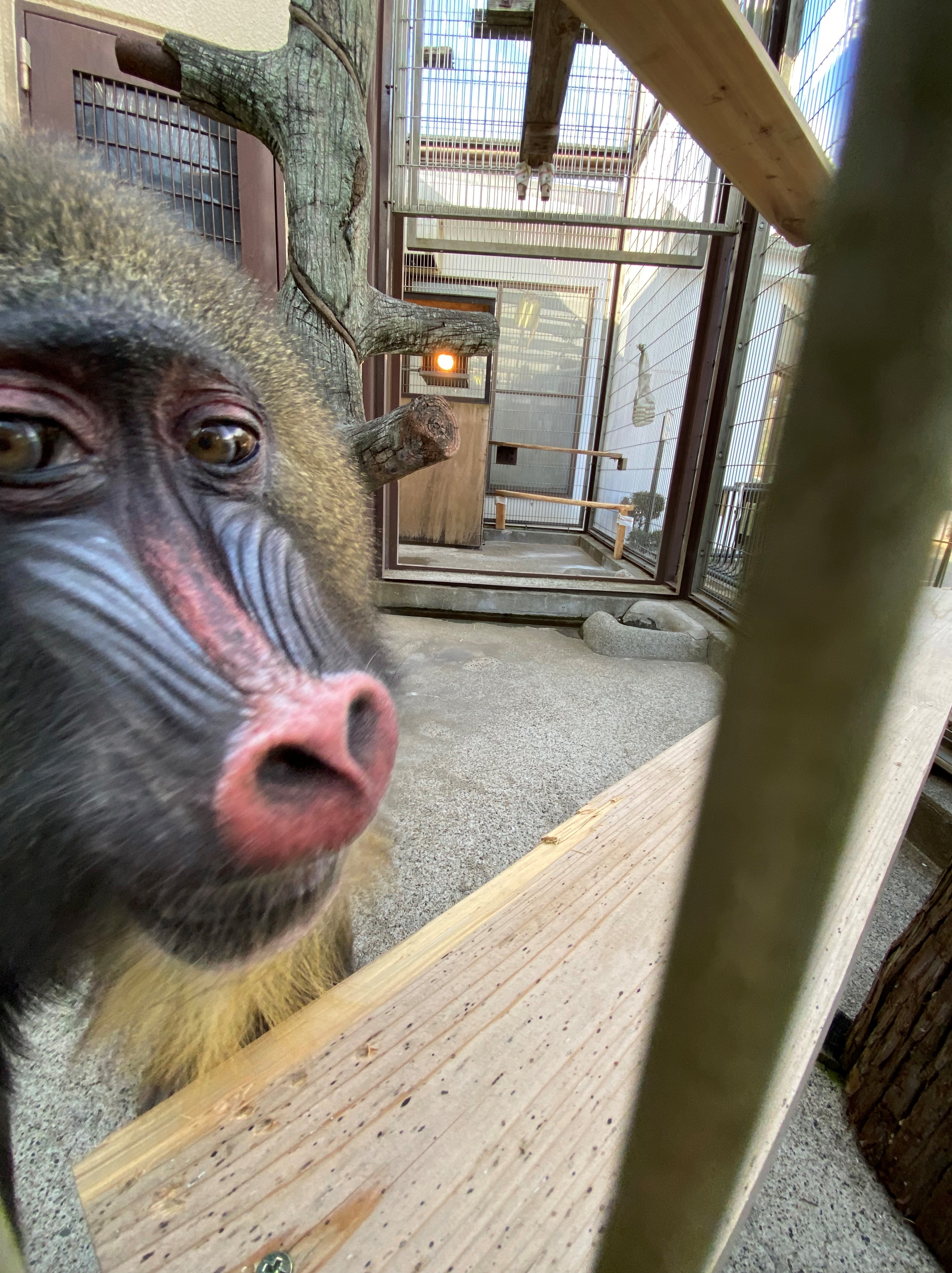 画像:マンドリルの写真