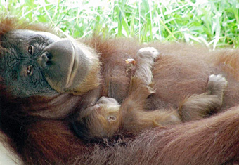 オランウータン母子の画像1