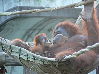 オランウータン母子の画像2
