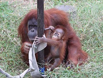 オランウータン母子の画像4