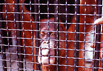 来園した頃のイーバンの画像