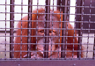 来園した頃のスーミーの画像