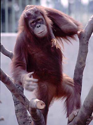 スーミー（1993年）の画像