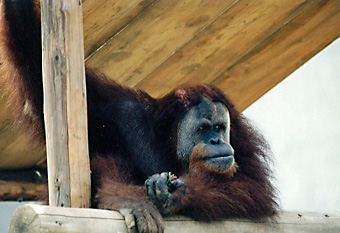 イーバン（1993年）の画像