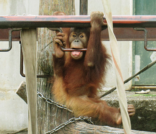 オランウータンのポポの画像