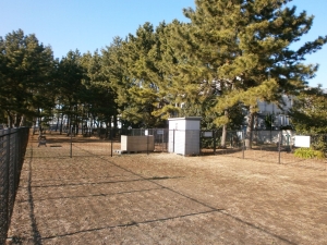 塩浜ドッグラン写真2