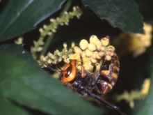 写真：コガタスズメバチ