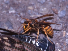 写真：キイロスズメバチ