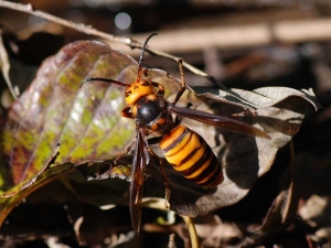 写真：オオスズメバチ