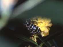 写真：クロスズメバチ