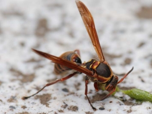 写真：コアシナガバチ