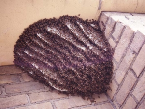 写真：セイヨウミツバチの巣