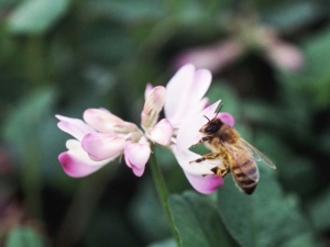 写真：セイヨウミツバチ