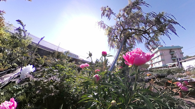 アイキャンガーデンの画像1