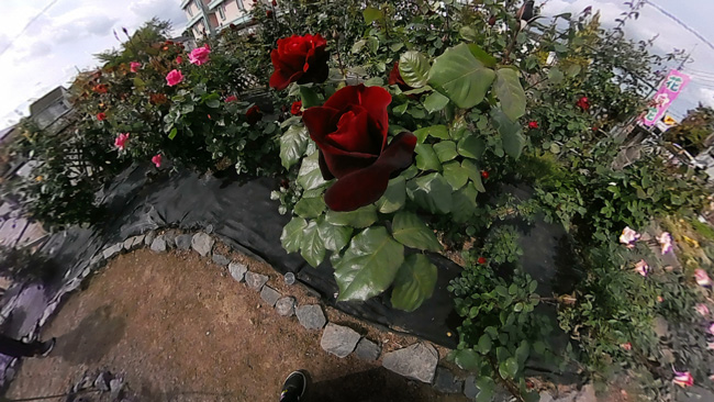 アイキャンガーデンの画像2